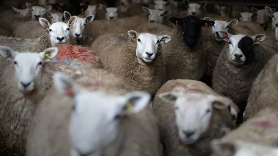 Welsh agriculture is dominated by sheep and cattle farming
